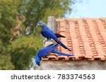 Couple of Hyacinth macaw from Pantanal, Brazil.  Brazilian wildlife. Biggest parrot in the world. Anodorhynchus hyacinthinus