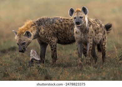 Couple of hyena in Masai Mara