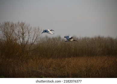 A Couple Of Ibis Flying In A Field