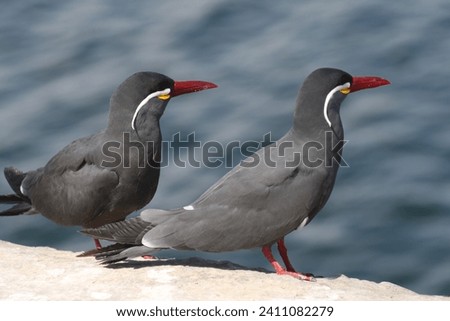 A Couple of Inca Tern Bird