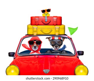 couple of jack russell just married dogs driving a car for summer vacation holidays or honeymoon , isolated on white background, stack of luggage or bags on top