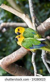 Couple Of Jandaya Parakeet, Parrot From Brazil