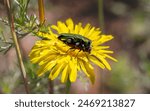 couple of jewel beetles or metallic wood-boring beetles (anthaxia hungarica) mating on a flower