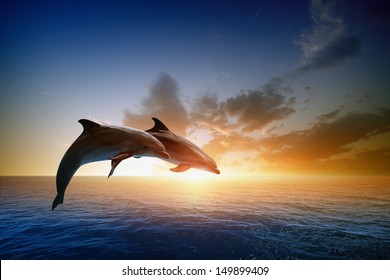 Couple Jumping Dolphins, Beautiful Sea Sunset