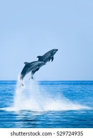 Couple jumping dolphins, blue sea and sky