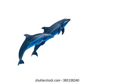 Couple Jumping Dolphins Isolated White