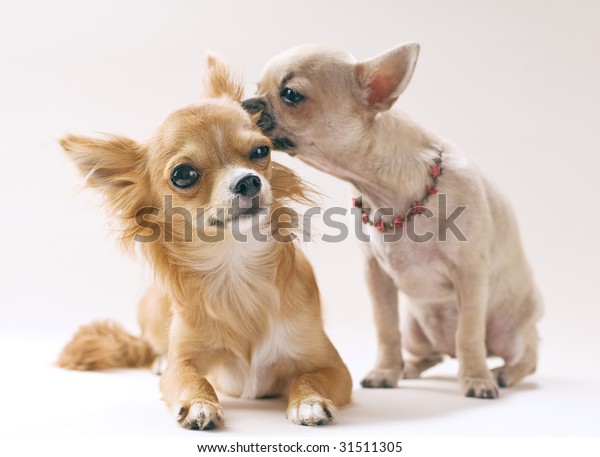 Funny Puppies Chihuahua