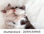 Couple kittens in love kiss sleep together hug on white fluffy bed plaid. 2 two cats hugging with paws in sleep relax at home. Kitten pet animal valentine day banner copy space.