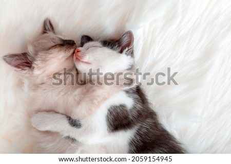 Couple kittens in love kiss sleep together hug on white fluffy bed plaid. 2 two cats hugging with paws in sleep relax at home. Kitten pet animal valentine day banner copy space.