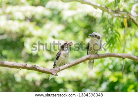 couple of kookaburras talking on branch NSW Australia