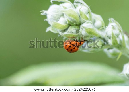 Couple of ladybugs mating as beneficial insect ladybug red wings and black dotted hunting for plant louses as biological pest control and natural insecticide for organic farming ladybug reproduction