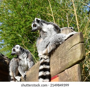 Couple Of Lemurs Looking Ahead