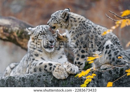 Couple of leopards licking each other’s with loving
