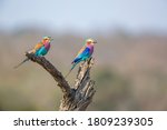 Couple of Lilac breasted roller standing on a log in Kruger National park, South Africa ; Specie Coracias caudatus family of Coraciidae