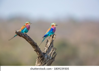 Couple of Lilac breasted roller standing on a log in Kruger National park, South Africa ; Specie Coracias caudatus family of Coraciidae