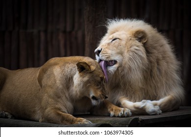 Couple of lion and their romantic moments. - Powered by Shutterstock