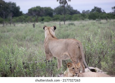 A Couple Of Lioness Deciding What To Do Next.