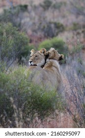 A couple of lionesses playing in Karoo scrub