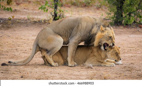 Lions Mating Images Stock Photos Vectors Shutterstock [ 280 x 462 Pixel ]