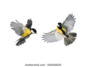 a couple little birds chickadees flying toward spread its wings   feathers white isolated background