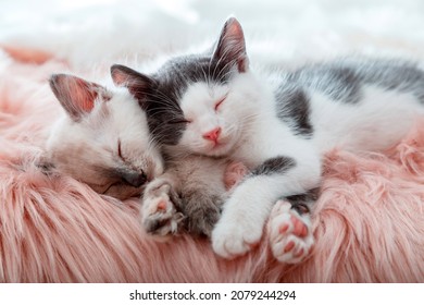 Couple little happy Cute kittens in love sleep together on pink fluffy plaid. Portrait of two cats pets animal comfortably sleep relax at cozy home. Kittens pink noses paws close up.High quality photo
