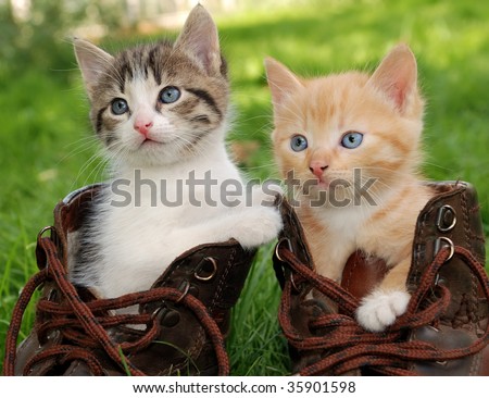 couple of little kittens sitting in boots