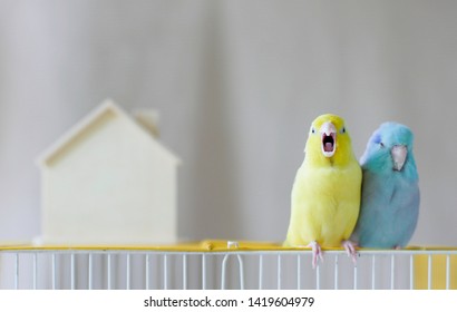 Couple of Little  parrot is standing and open mouth on cage