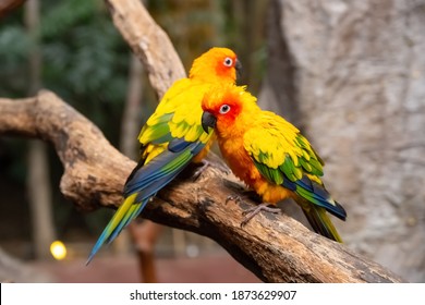 Couple Of Lovely Parrots Stand On A Tree