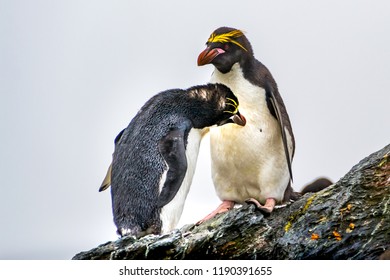 Couple Macaroni Penguins, South Georgia, Antarctic