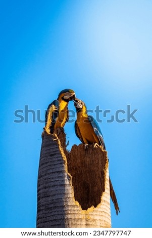 Couple of macaws in the nest