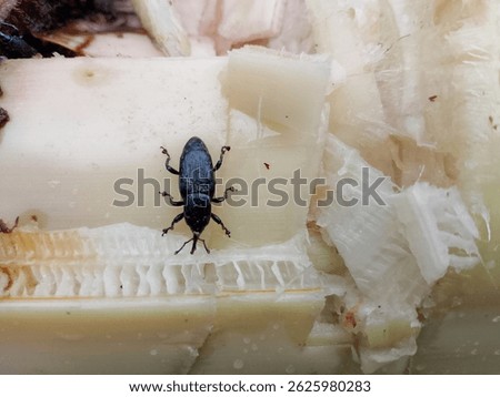 A couple of maize weevil beetles is found inside a dead banana tree