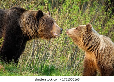 Couple Of Male And Female Brown Bear, Ursus Arctos, Looking At Each Other In Spring Nature. Bonding Emotional Moment Between Two Wild Animals In Mating Season. Courtship Of Furry Mammals.