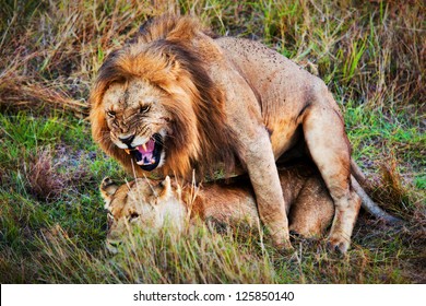 A couple of male lion and female lion copulation on savanna. Safari in Serengeti, Tanzania, Africa