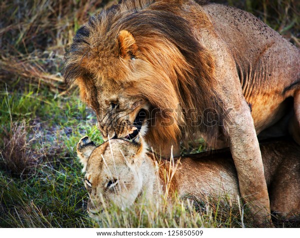 Couple Male Lion Female Lion Copulation の写真素材 今すぐ編集