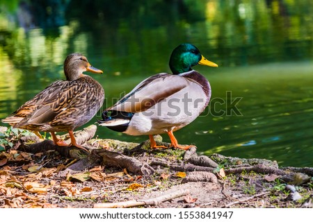 The couple of mallard Anas platyrhynchos dabbling duck waterfowl birds. Closeup of a female and male drake mallard duck in a pond or river coast.