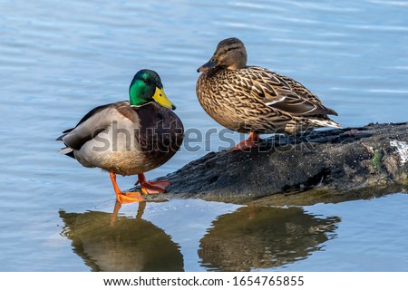 Couple of mallard (Anas platyrhynchos) on a trunk in the Natural Park of the Marshes of Ampurdán, Girona, Catalonia, Spain.