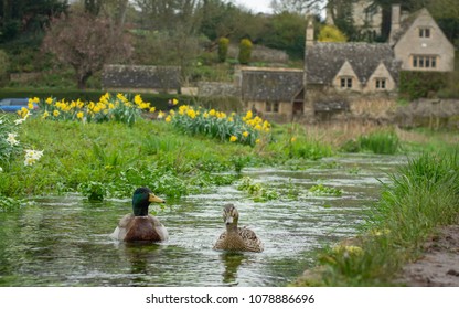 Couple Mallard Duck On The River Coln, Bibury, Cotswolds, Gloucestershire, England, UK, Western Europe.