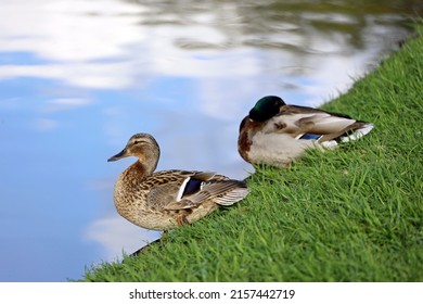 Couple of mallard ducks resting on a lake coast in green grass. Male and female wild ducks in spring or summer park
