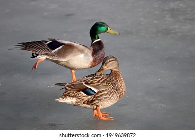 1,751 Stretching duck Images, Stock Photos & Vectors | Shutterstock