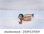 A couple of mallard ducks swims in the river. Mallard ducks, latin name Anas platyrhynchos, male and female