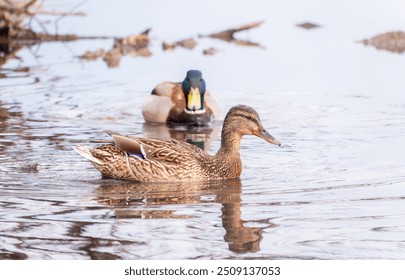 A couple of mallard ducks swims in the river. Mallard ducks, latin name Anas platyrhynchos, male and female - Powered by Shutterstock