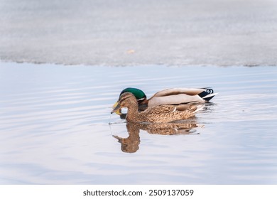 A couple of mallard ducks swims in the river. Mallard ducks, latin name Anas platyrhynchos, male and female - Powered by Shutterstock