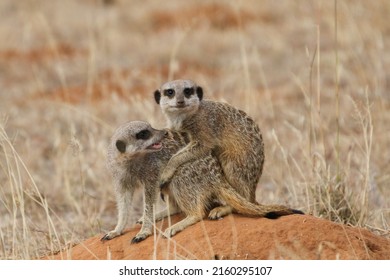 Couple of meerkat cuddling on an anthill in the arid karoo of South Africa