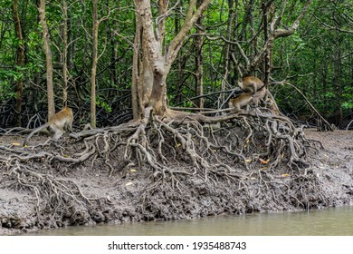 A Couple Of Monkey Mating While Other Watching