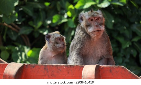 Couple Of Monkeys Waiting To Be Fed From Tourist In Botanical Garden Of Mount Tidar