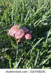 Couple Month Old Baby California Desert Tortoise