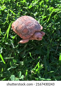 Couple Month Old Baby California Desert Tortoise