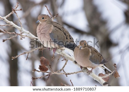 Couple of mourning doves during winter