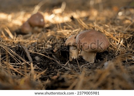 A couple of mushrooms against the backdrop of dry forest litter