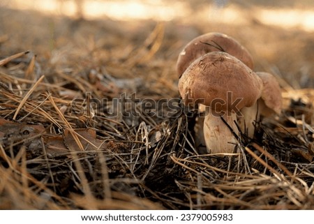 A couple of mushrooms against the backdrop of dry forest litter